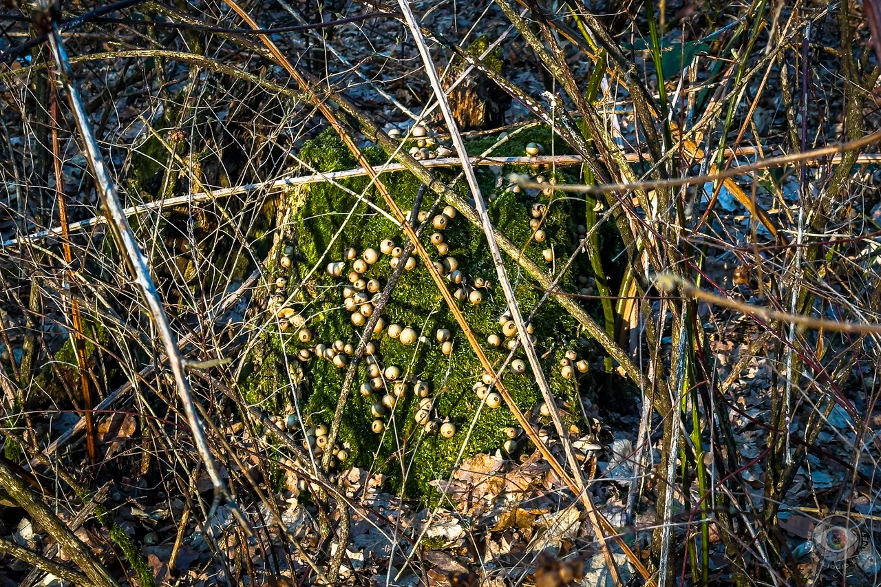 Pear Puffballs