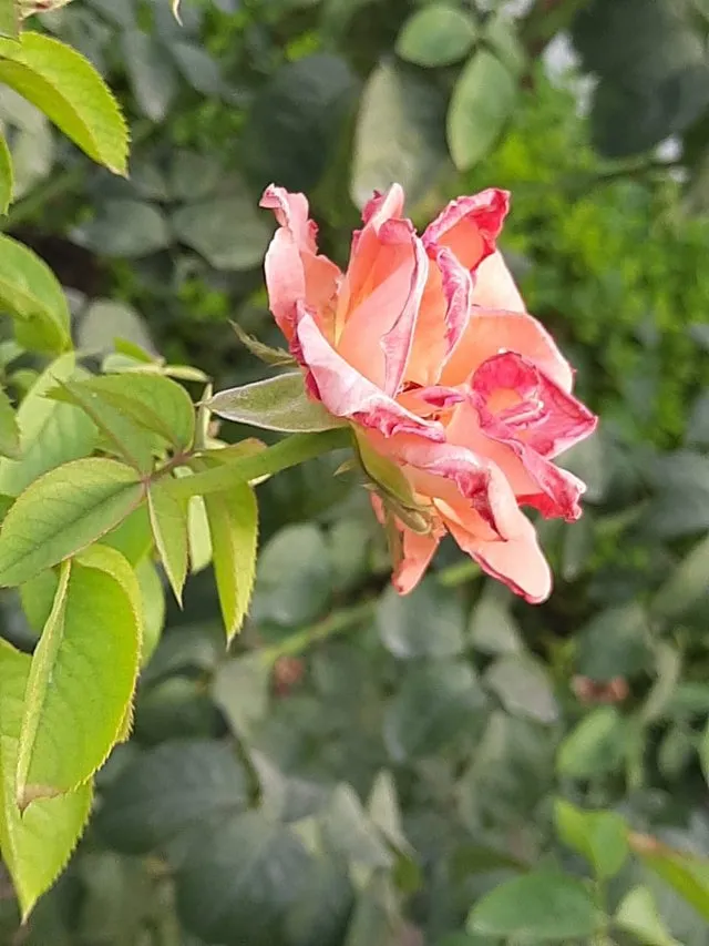 orange_rose_flower_4