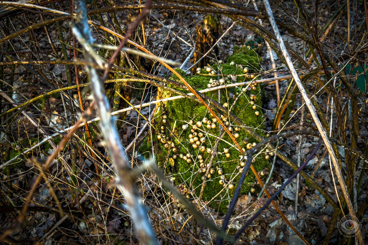 Pear Puffballs