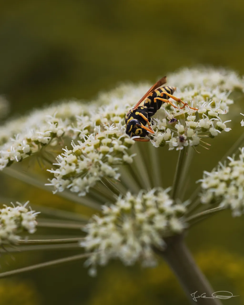 Hive AlphabetHunt Wasp
