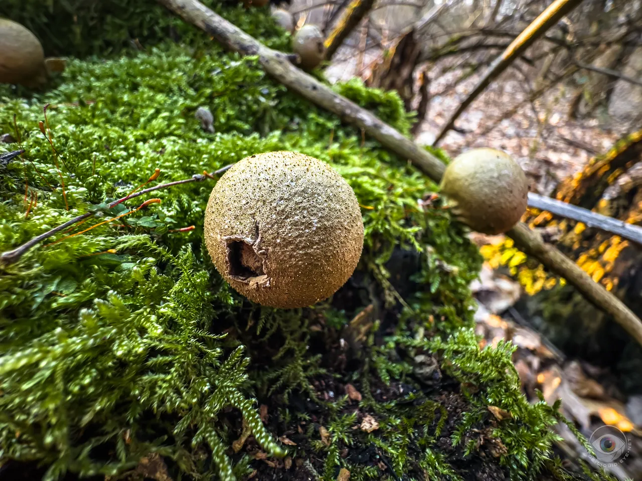 Pear Puffballs