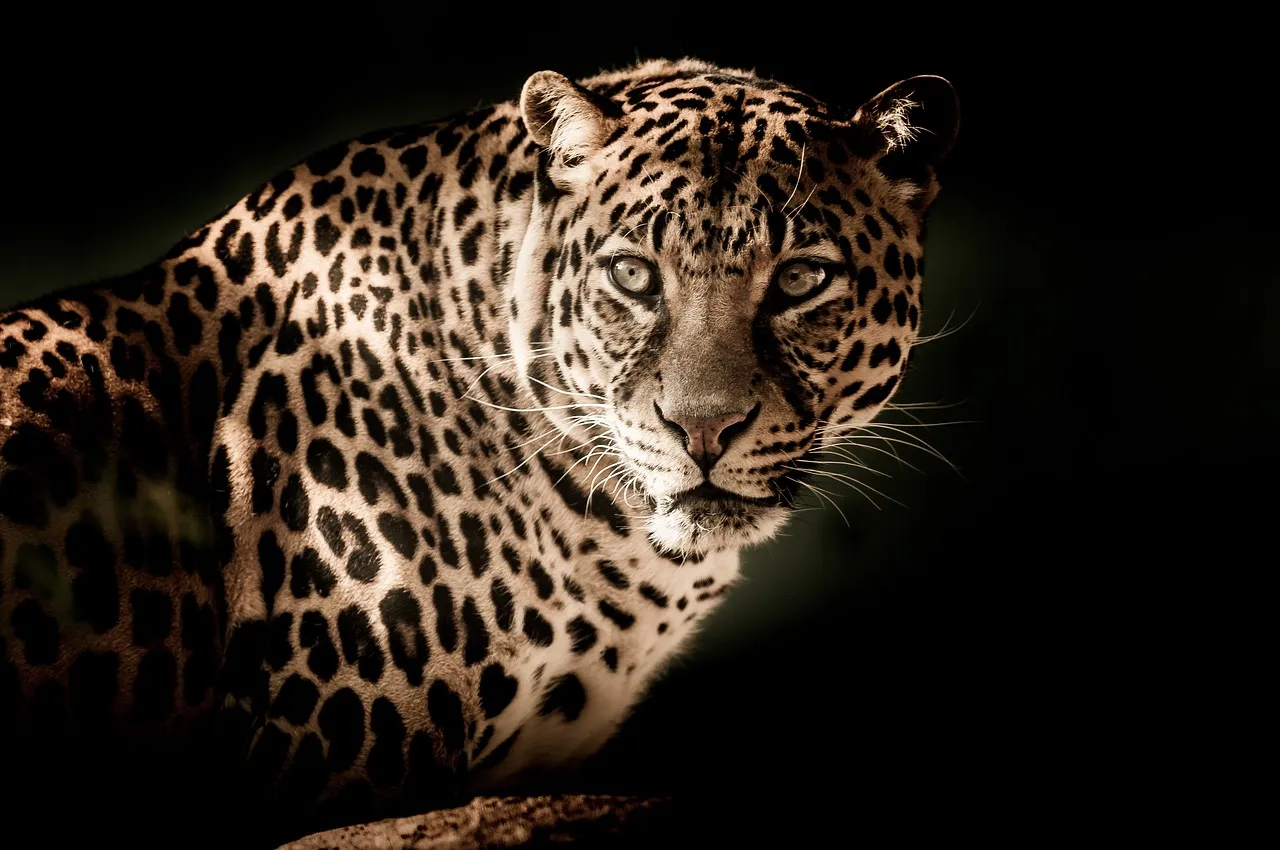 Rare, elusive black leopard caught on camera in the wild