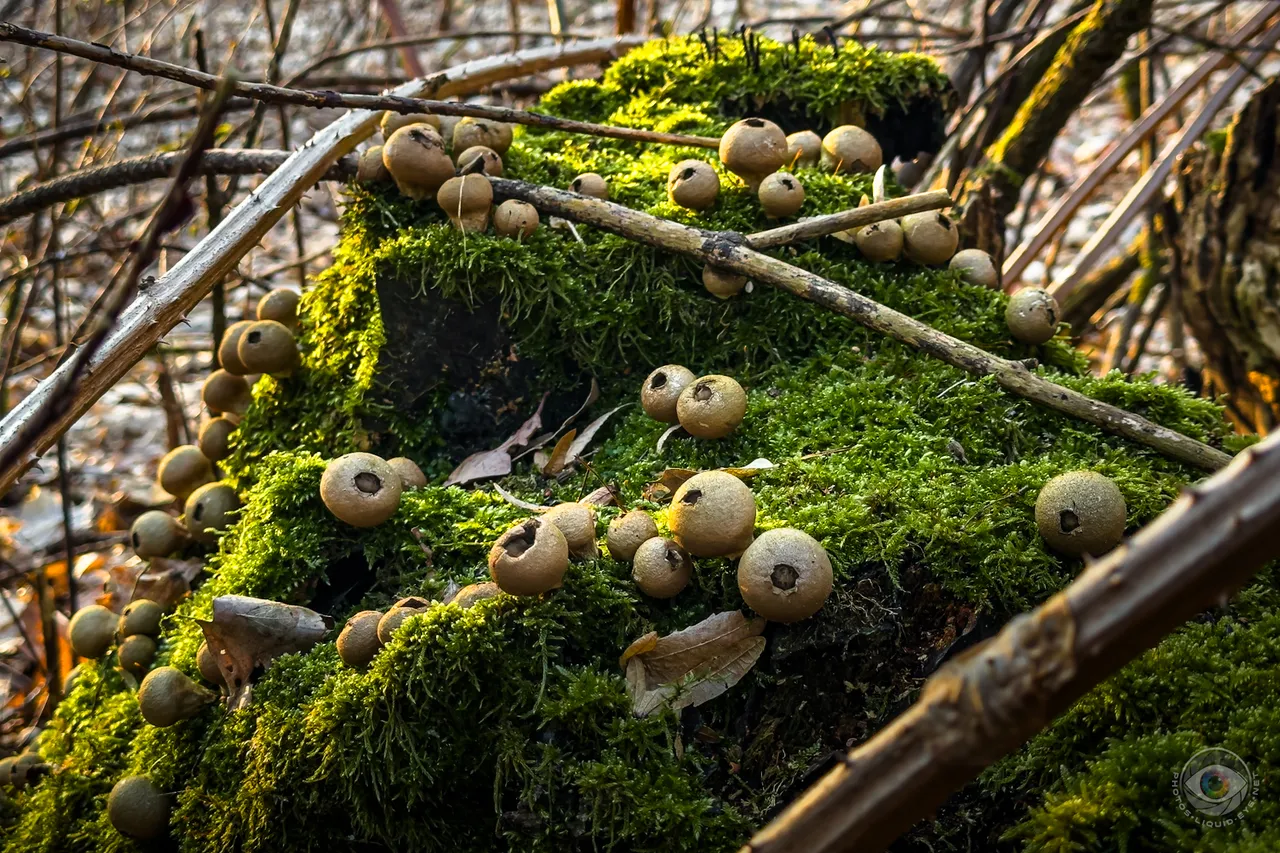 Pear Puffballs