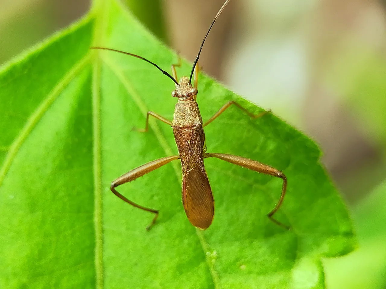 Assassin Bug (20).jpg