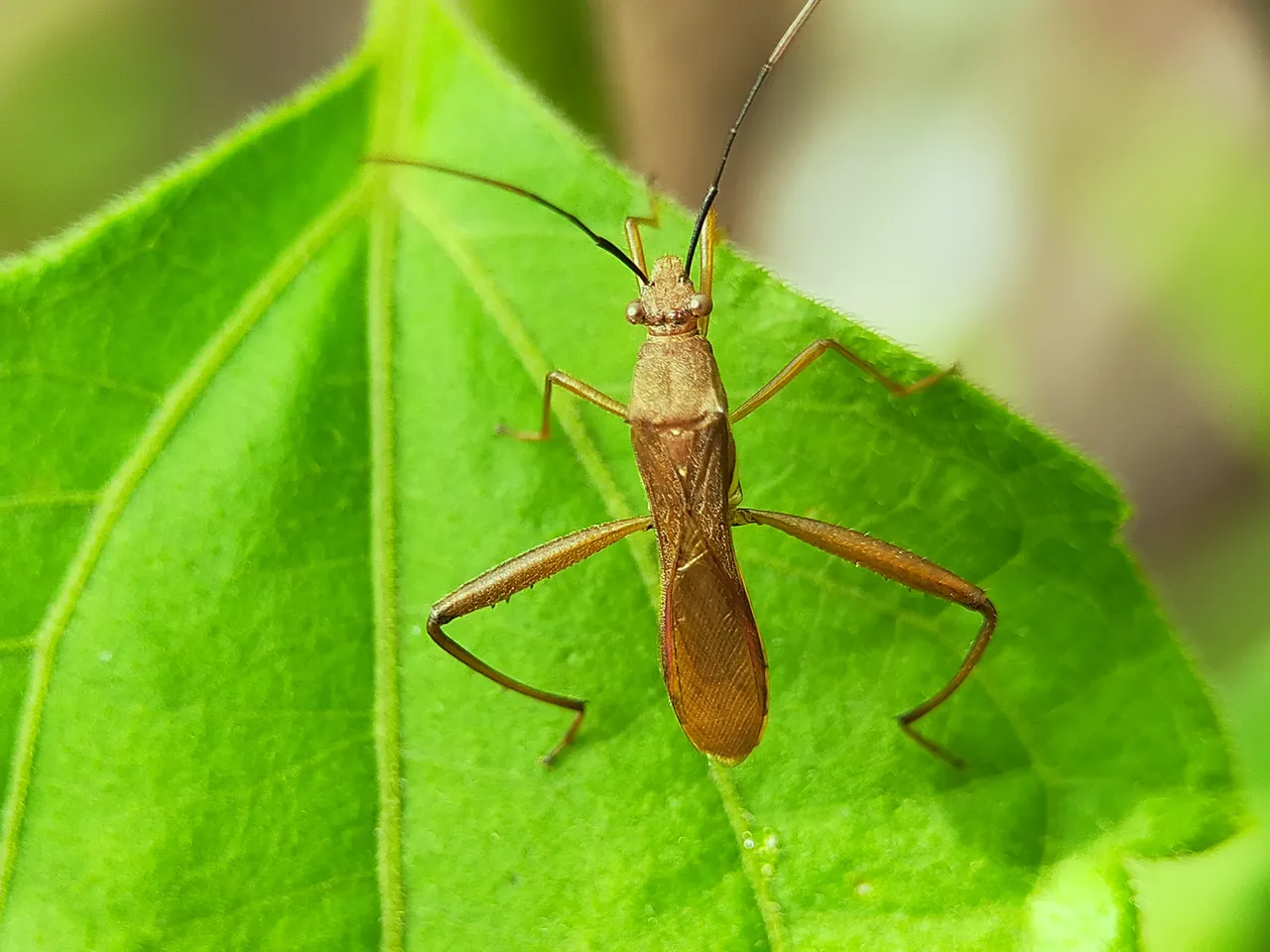 Assassin Bug (21).jpg