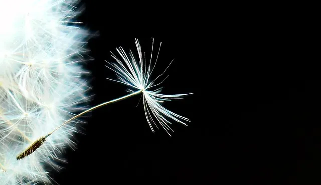 dandelion-3341223_640.jpg