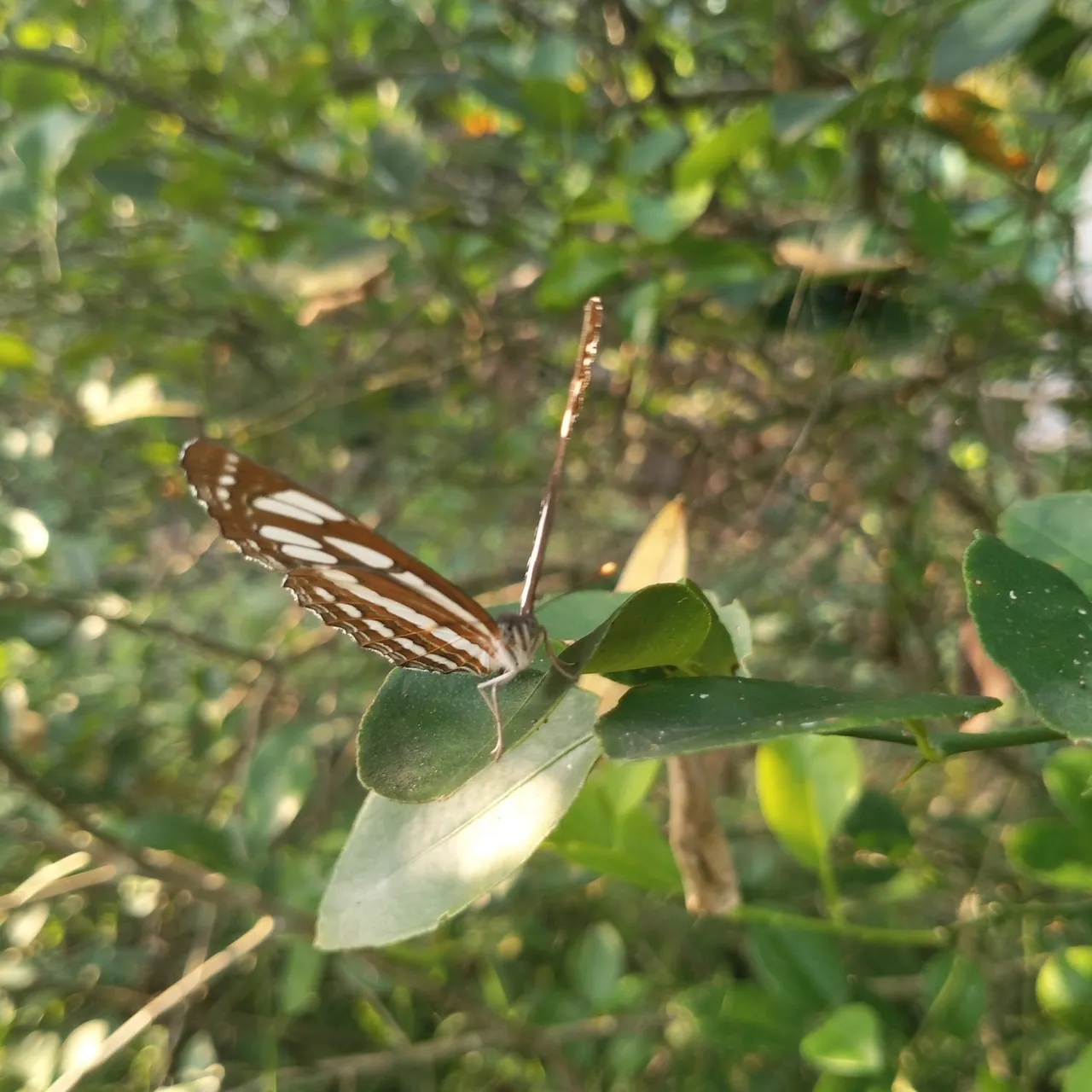 IMG20210205173730-01.jpeg