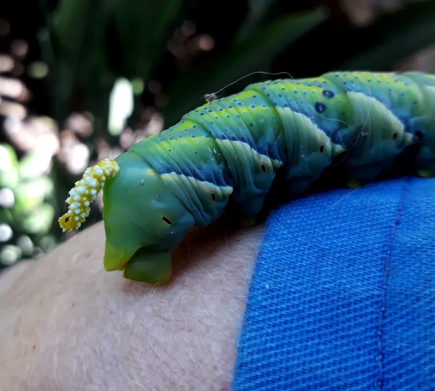 Acherontia atropos5.jpg