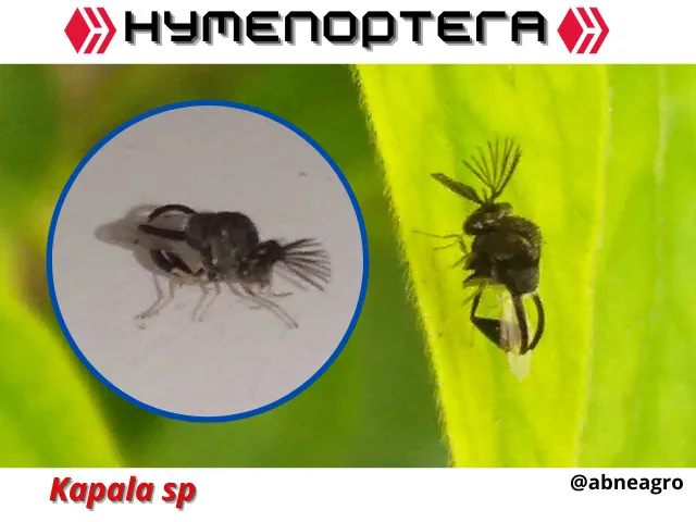 Automeris cf. jucunda.png