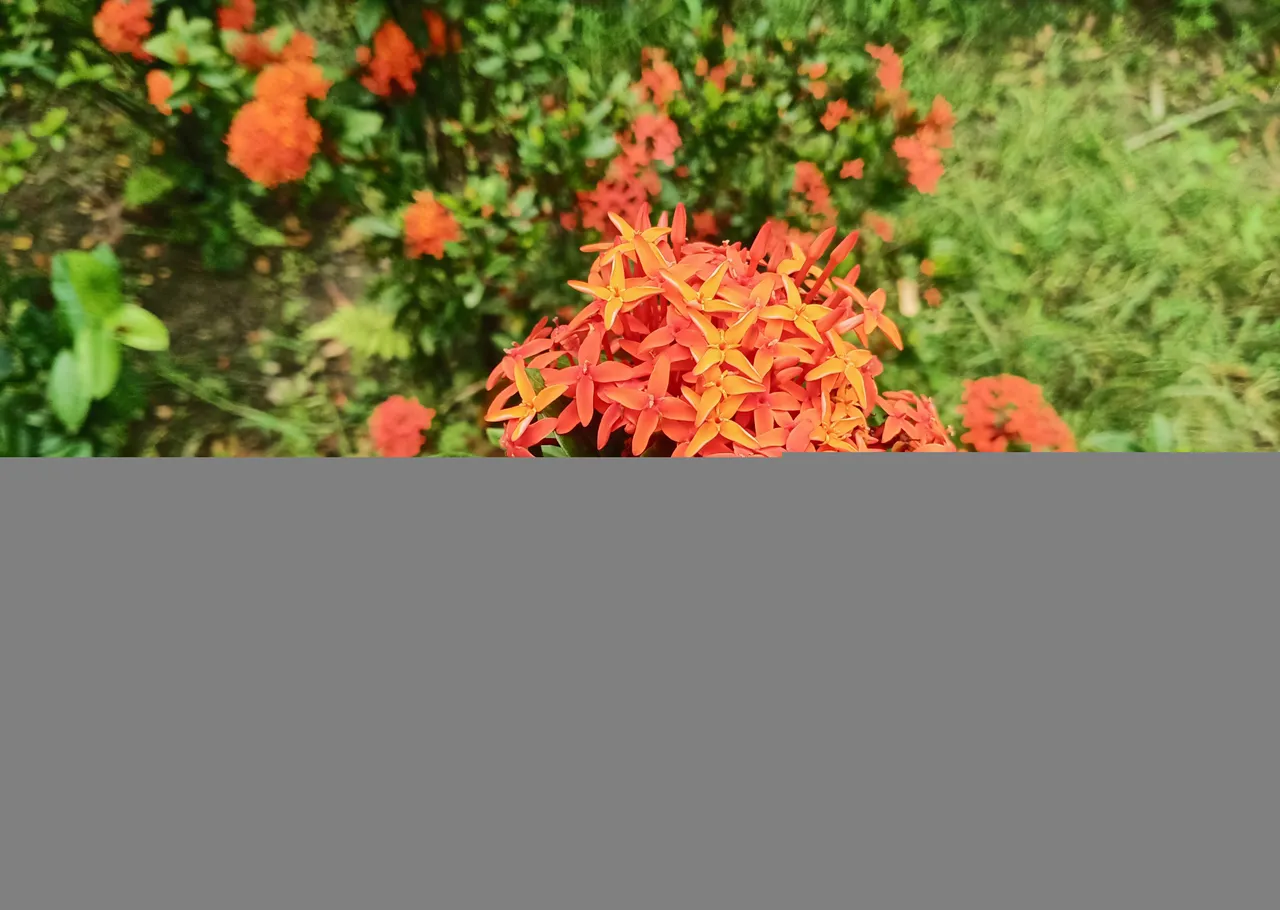IMG_20200627_110659~2.jpg