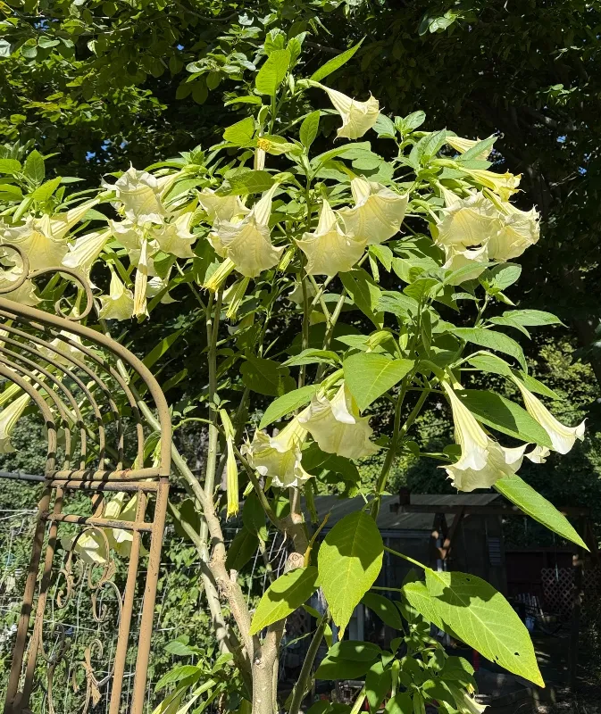 hivegarden-brugmansia.jpg