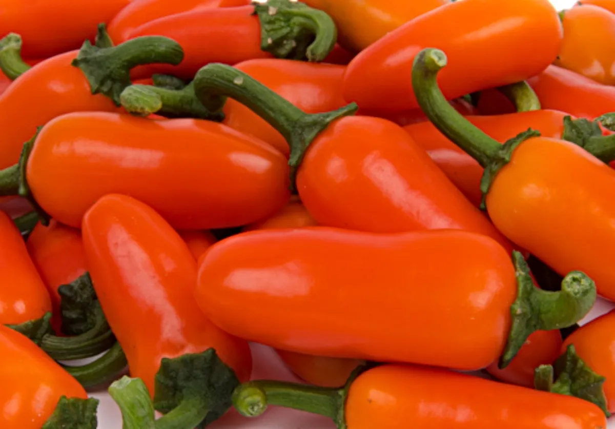 jalapeno_orange_spice.jpg