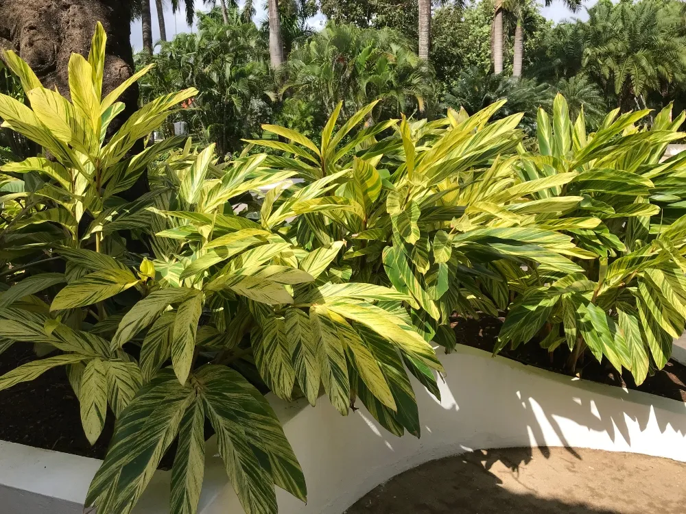 travel-jamaica-plants.jpg
