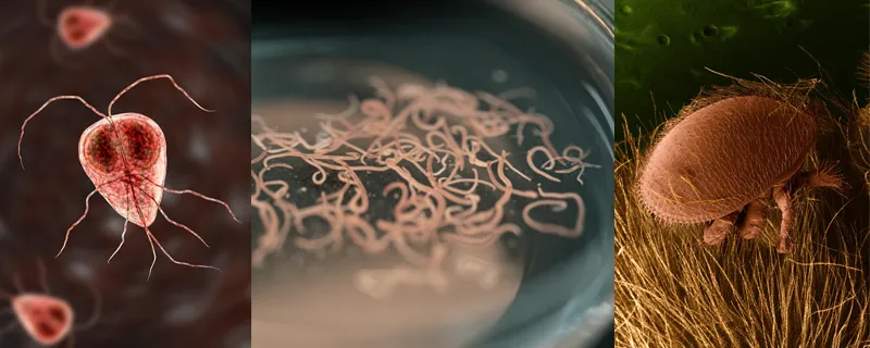 parasites-compilation.png