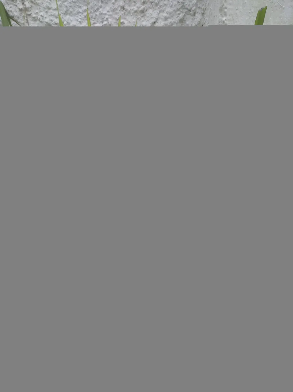 IMG_20200825_172441_1.jpg