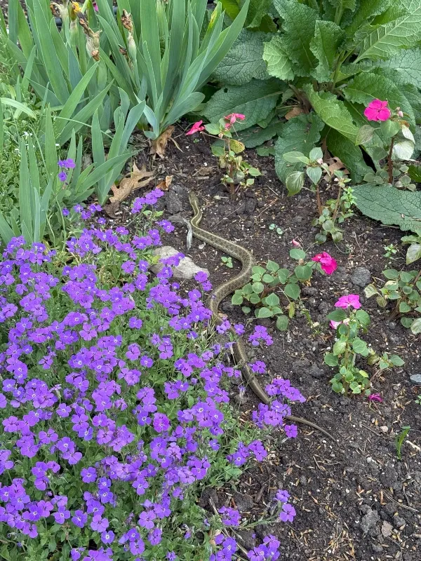 hivegarden-flowers-12.jpg