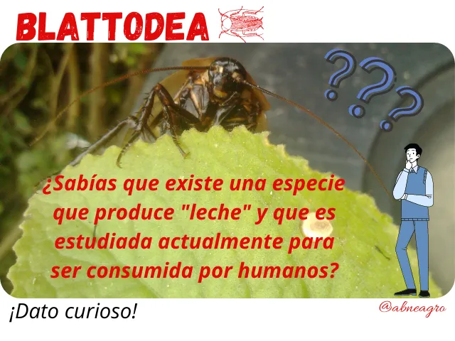 Blattodea 2 leche.png