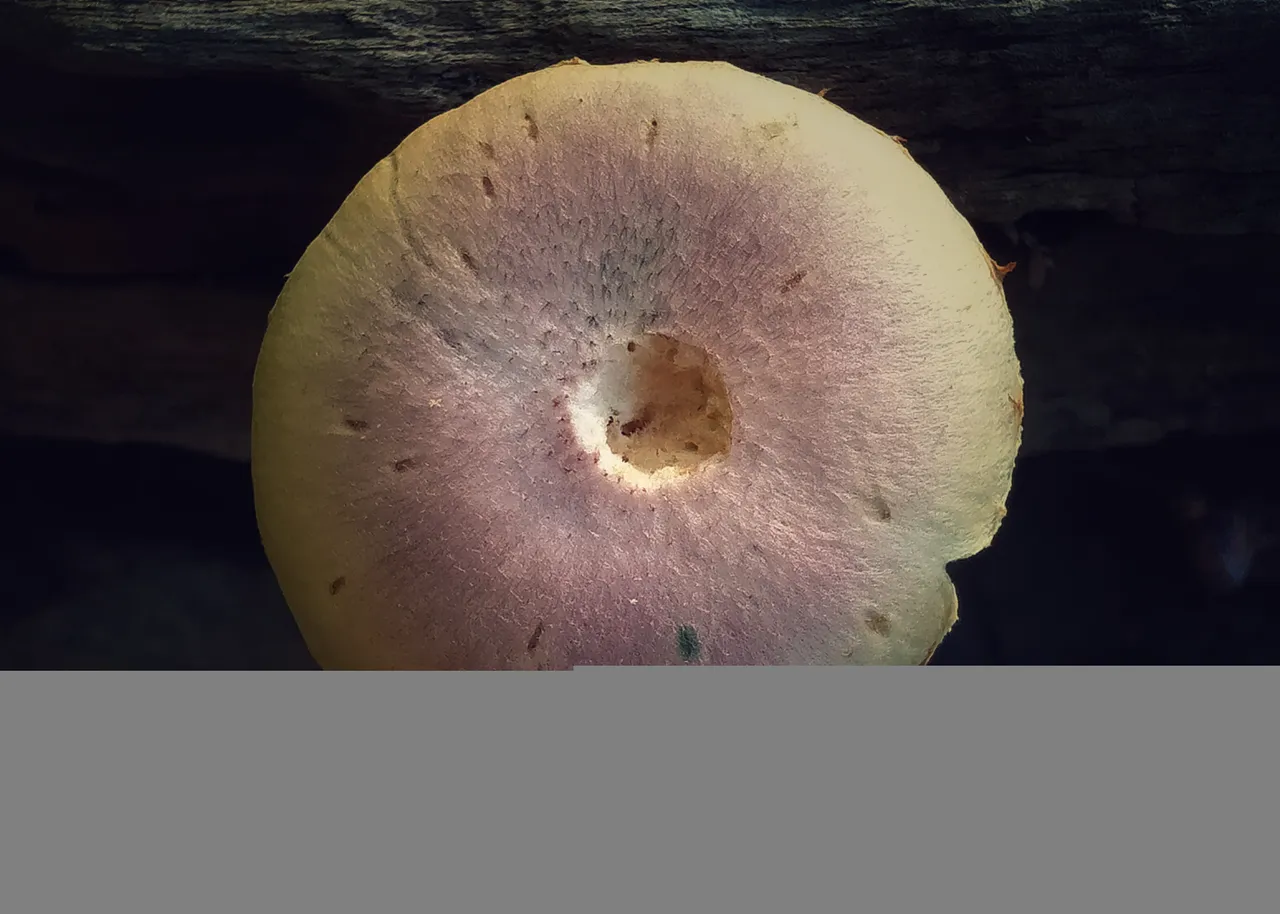 IMG20220111141935-01.jpeg