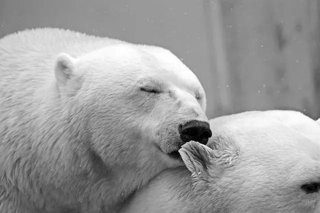 polar-bear-196318_640.jpg