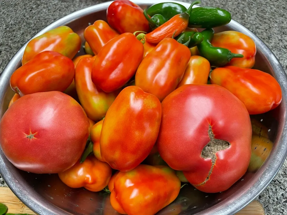 hive-garden-tomatoes-.jpg