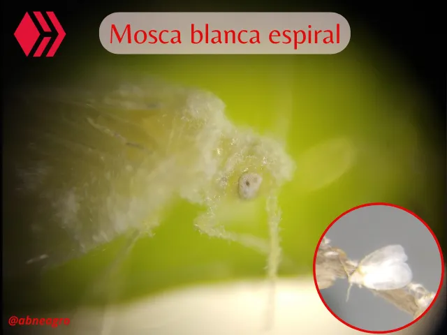 Automeris cf. jucunda.png