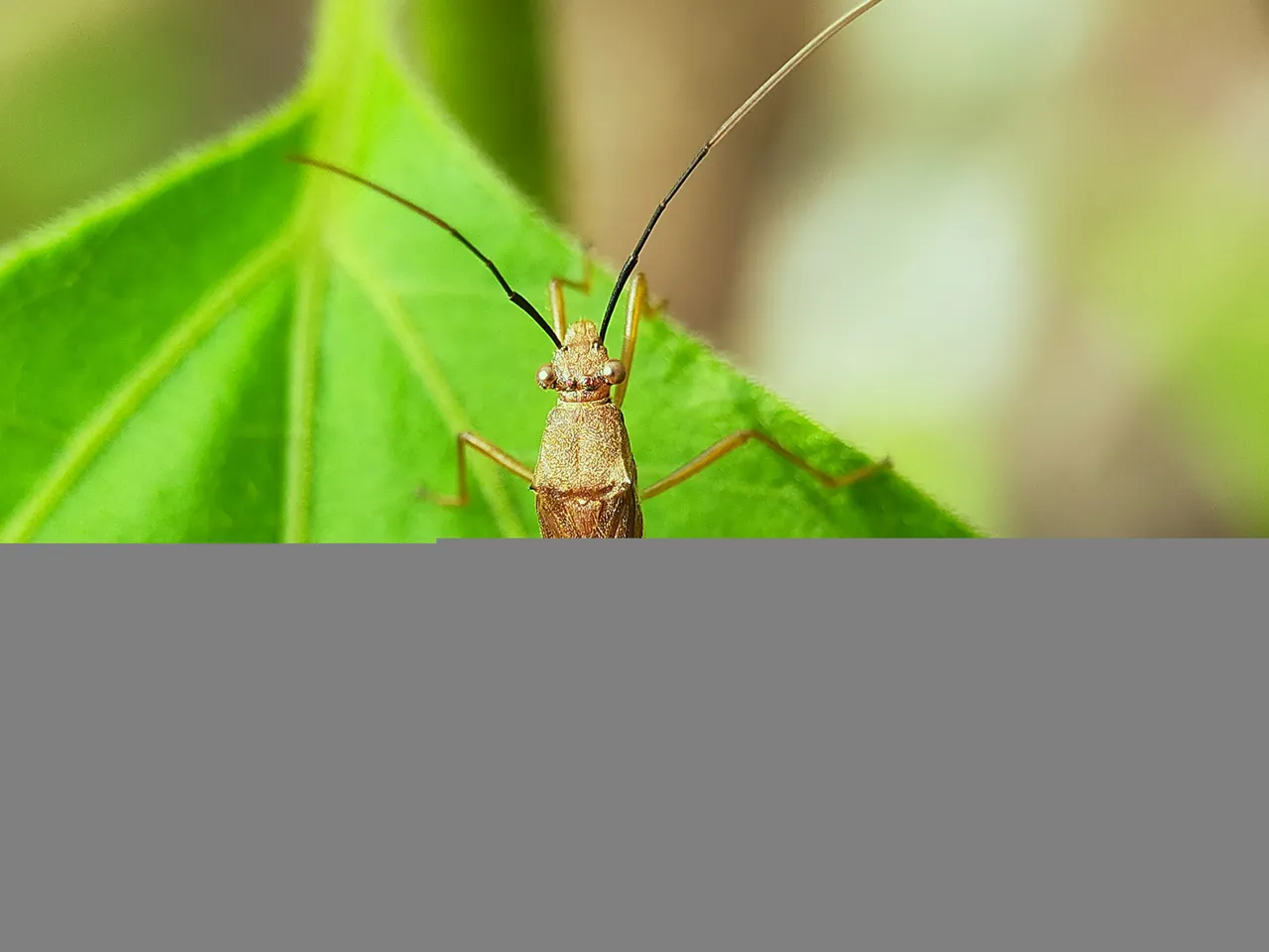 Assassin Bug (26).jpg