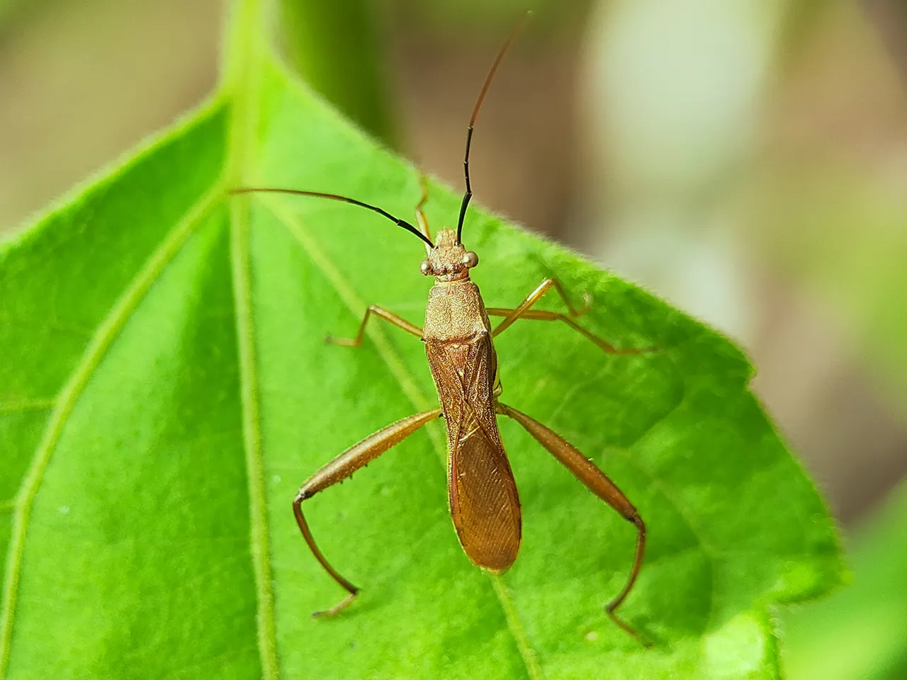 Assassin Bug (10).jpg