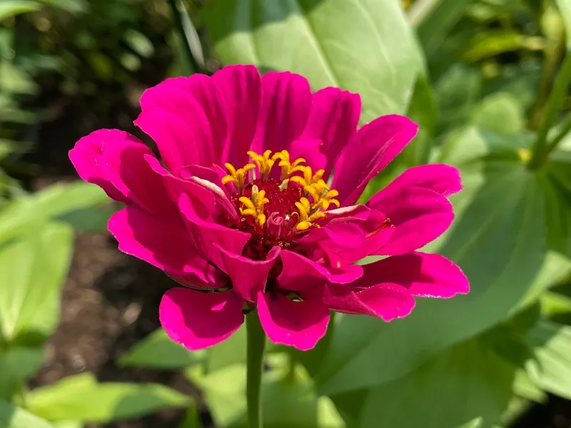 hivegarden-flowers-13.jpg