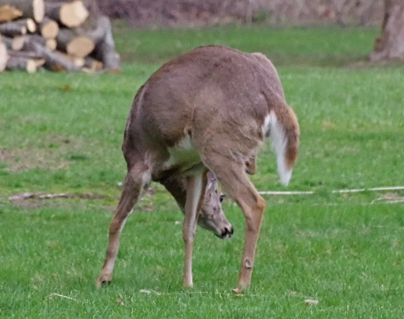 silverbloggers-deer-1.jpg