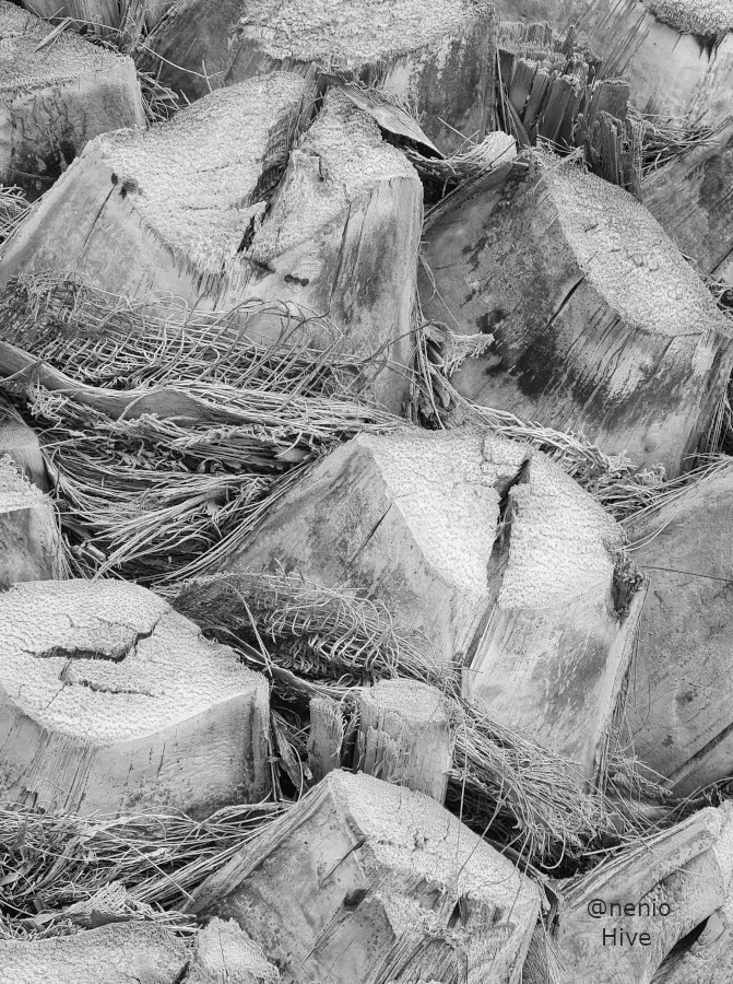 palm-textures-001-bw2.jpg