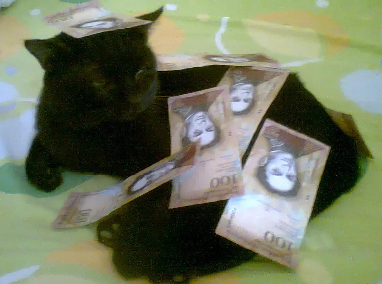 Gato negro dinero.jpg