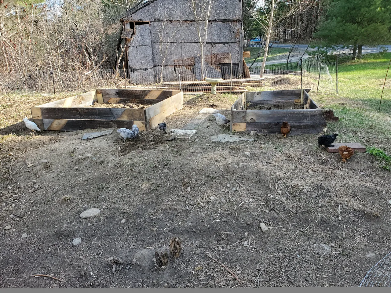 chicken beds barn.jpg