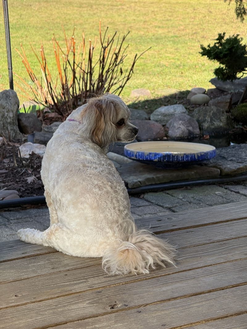 dpet-mika-porchtime-2.jpg