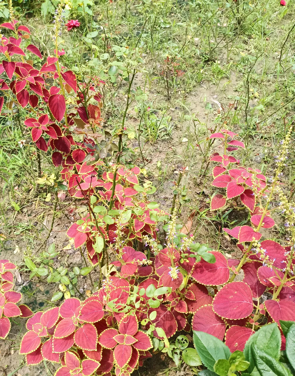 IMG_20200627_105805~2.jpg