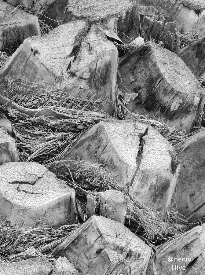 palm-textures-001-bw1.jpg