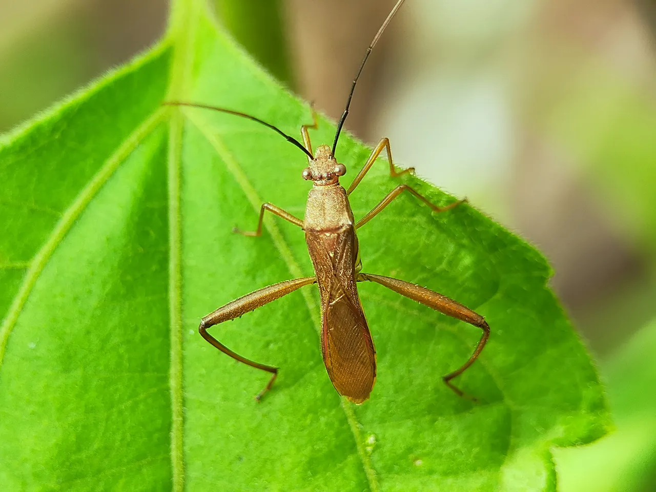 Assassin Bug (18).jpg