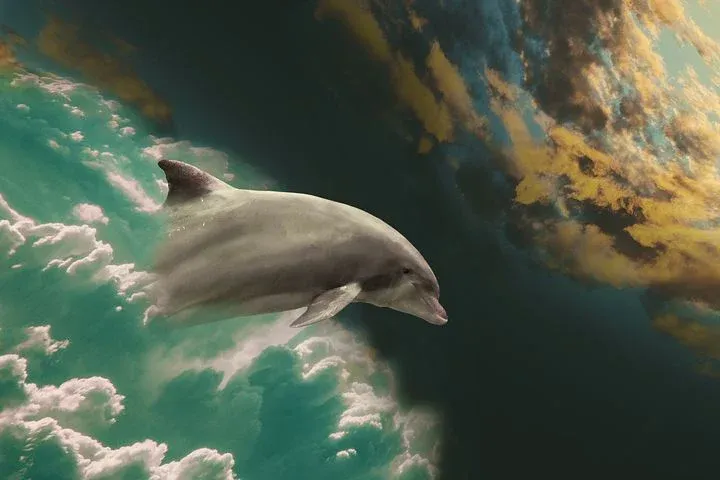 dolphin-2562115__480.webp