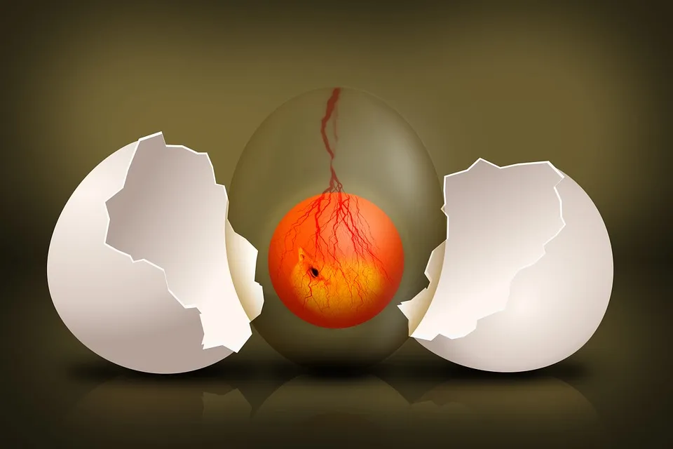 embryo-544192_960_720.jpg