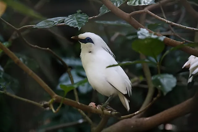 bali-myna-4589476_640.jpg