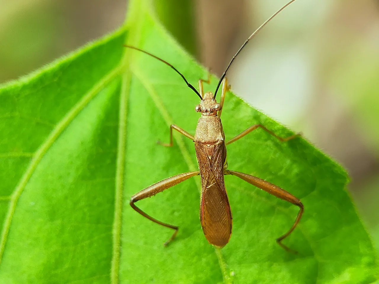 Assassin Bug (24).jpg