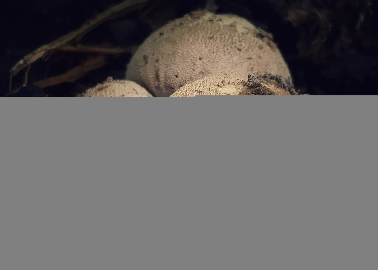 IMG20220306144306-01.jpeg