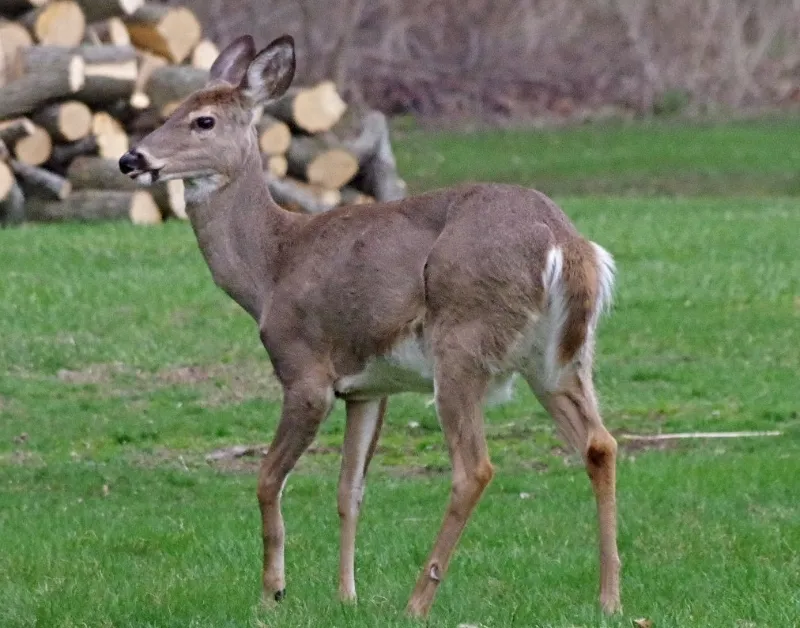 silverbloggers-deer-2.jpg