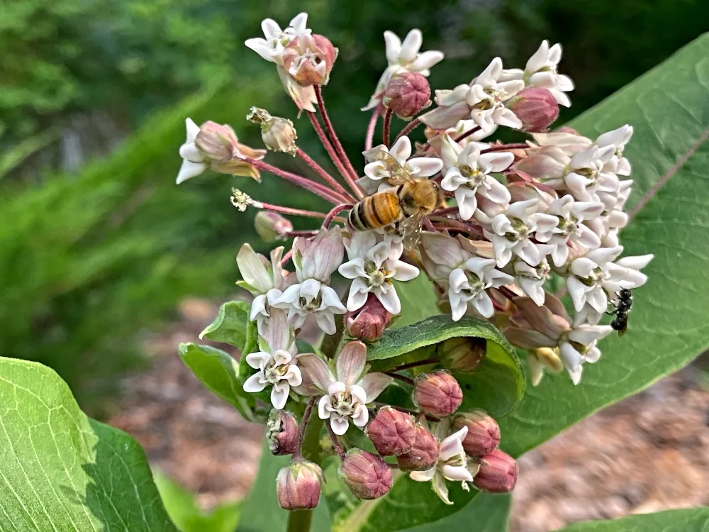 bees-garden-flowers-2.jpg