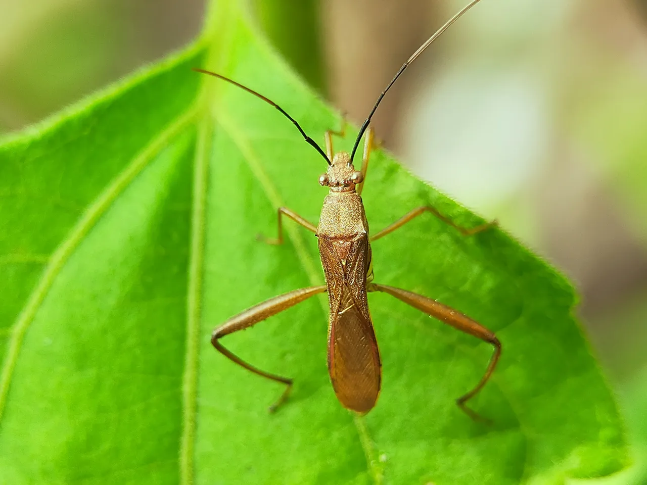 Assassin Bug (27).jpg