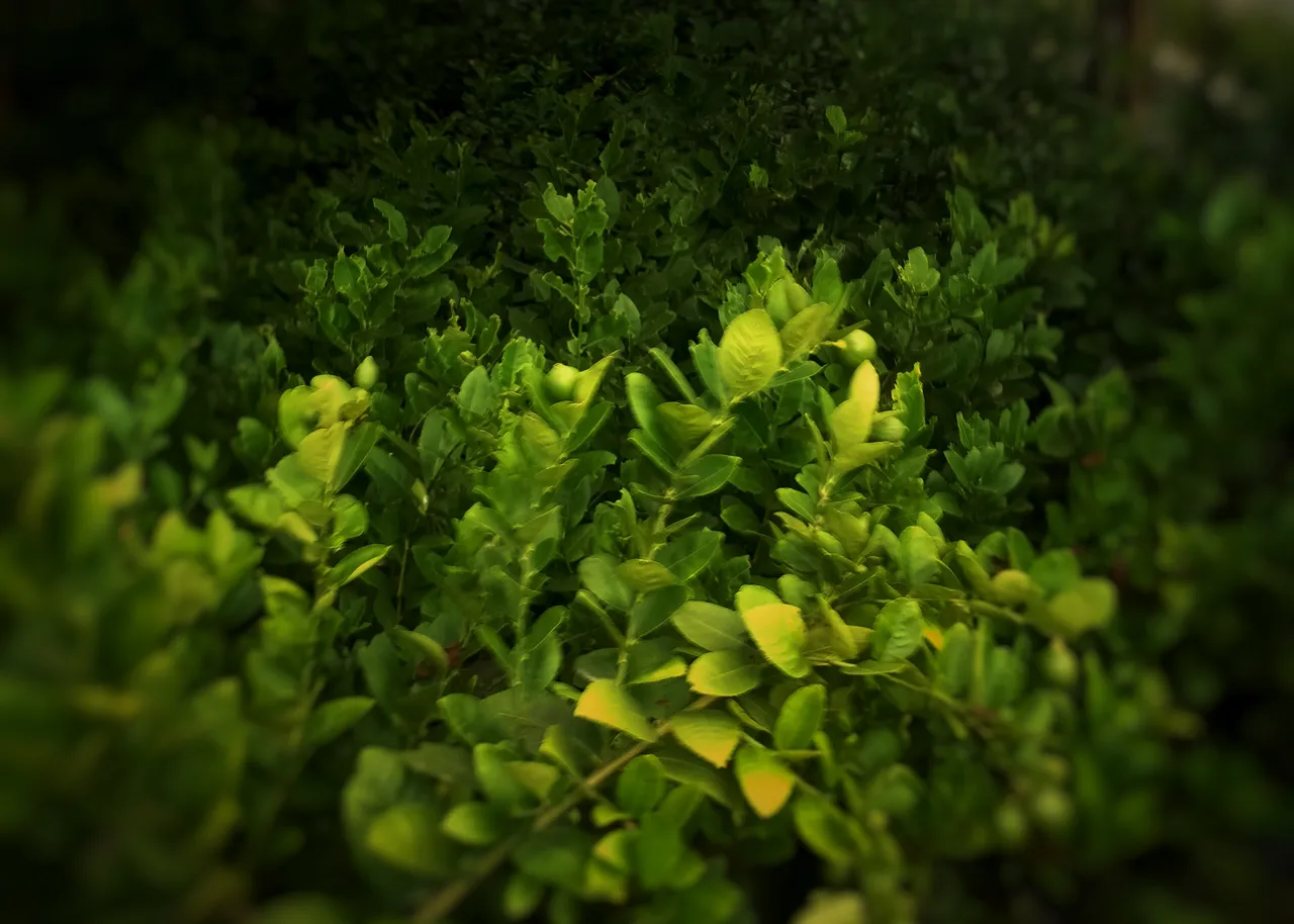 IMG20210901150105-01.jpeg