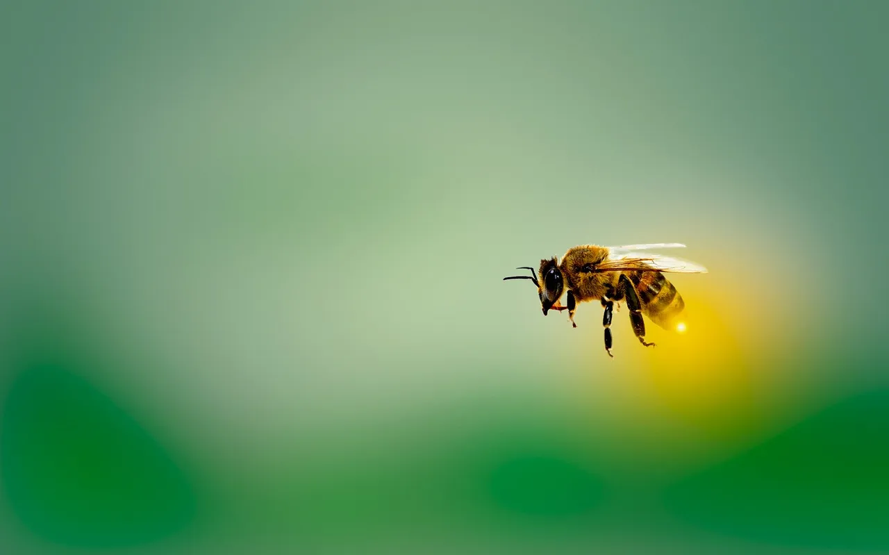 honeybee-4913122_1920.jpg