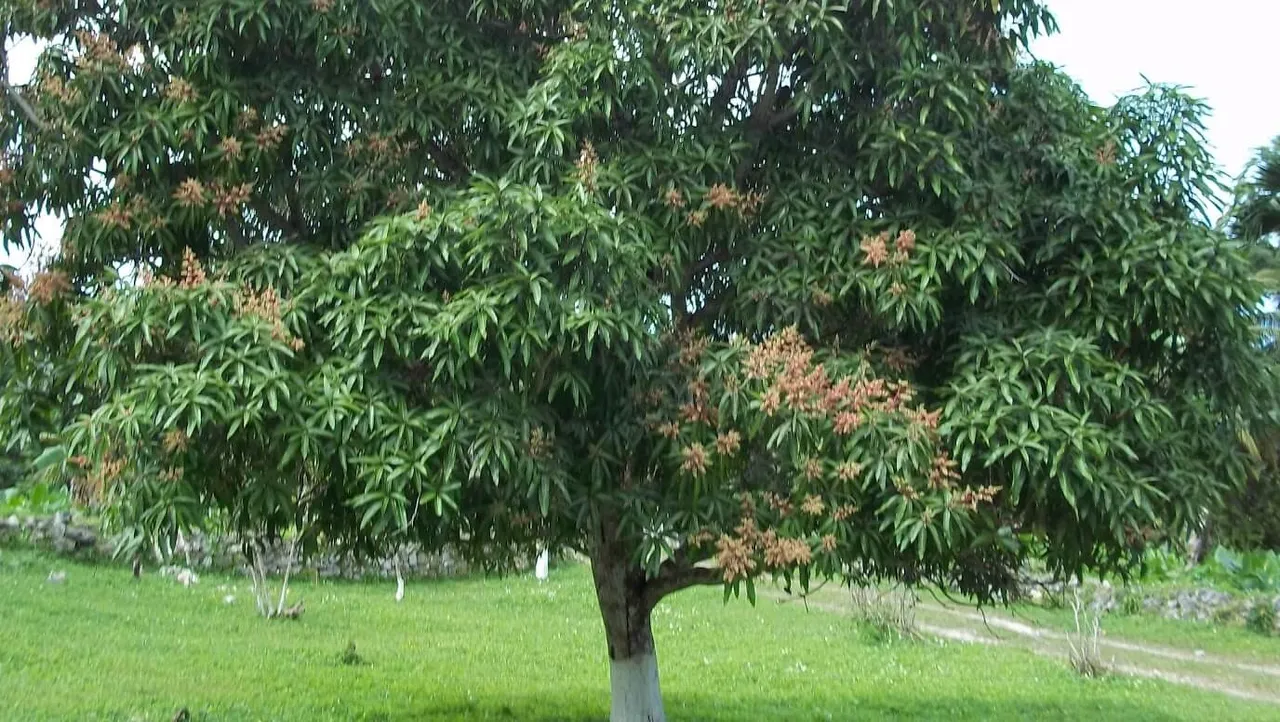 Árbol-de-mango-1.jpg