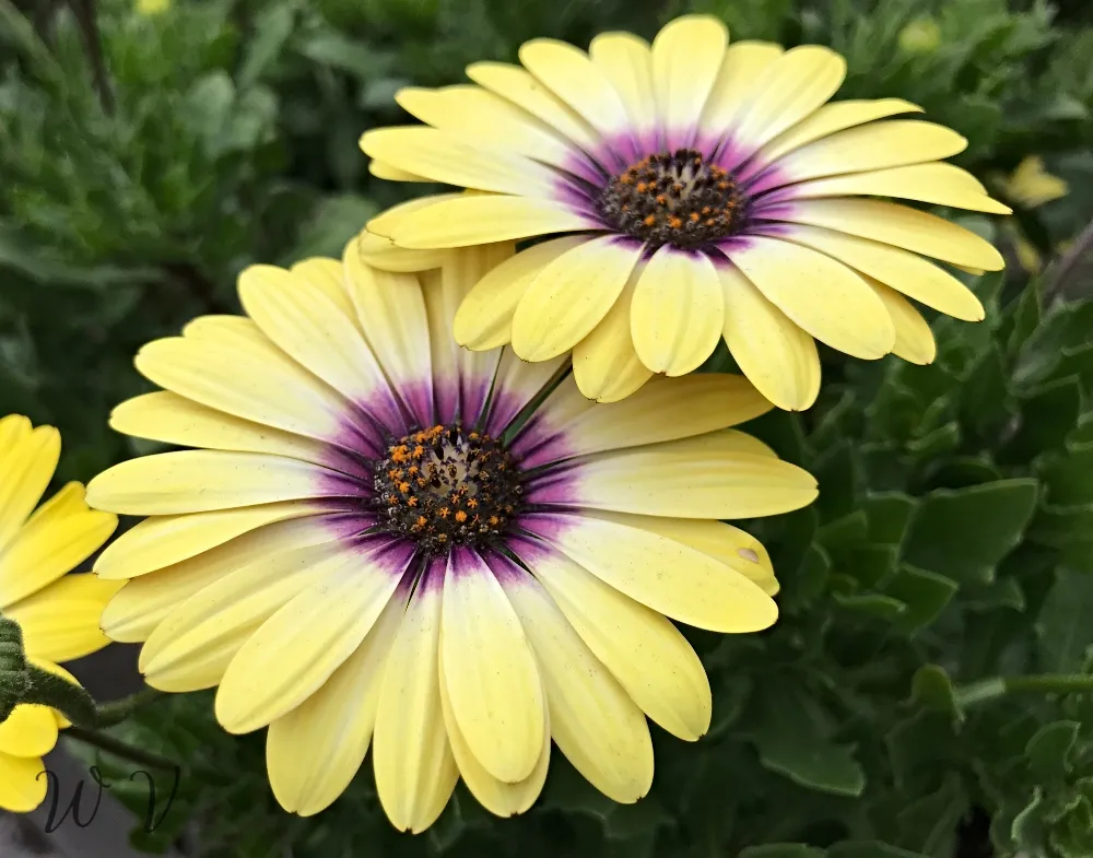 sunscape-daisy-yellow.jpg