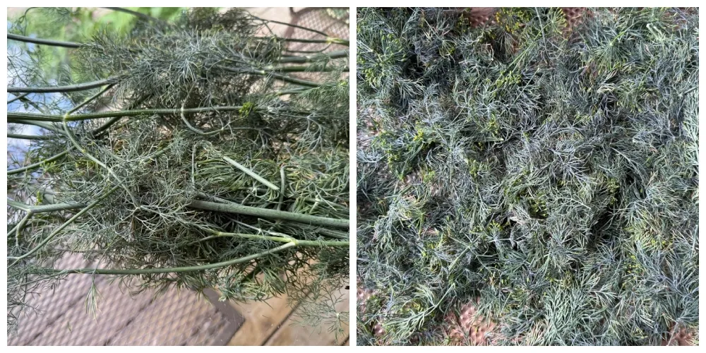 hivegarden-herbs-dill.jpg