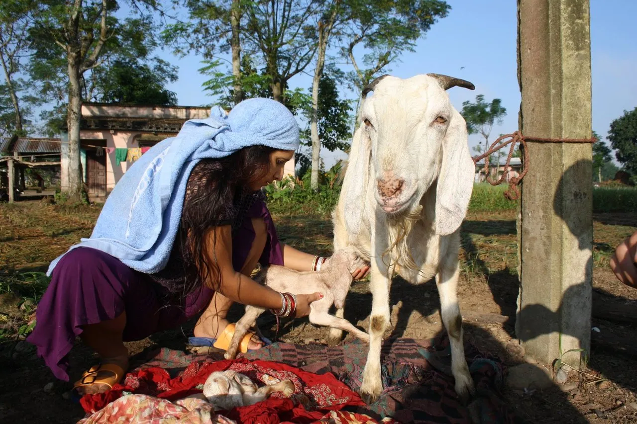 Tara's wife Anjana. Probably the kindest woman in the world. The goad gave birth to three babies. We named them Darius, Damien and David.